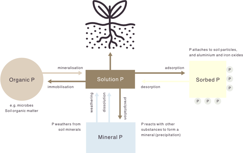 Where Nutrients are stored