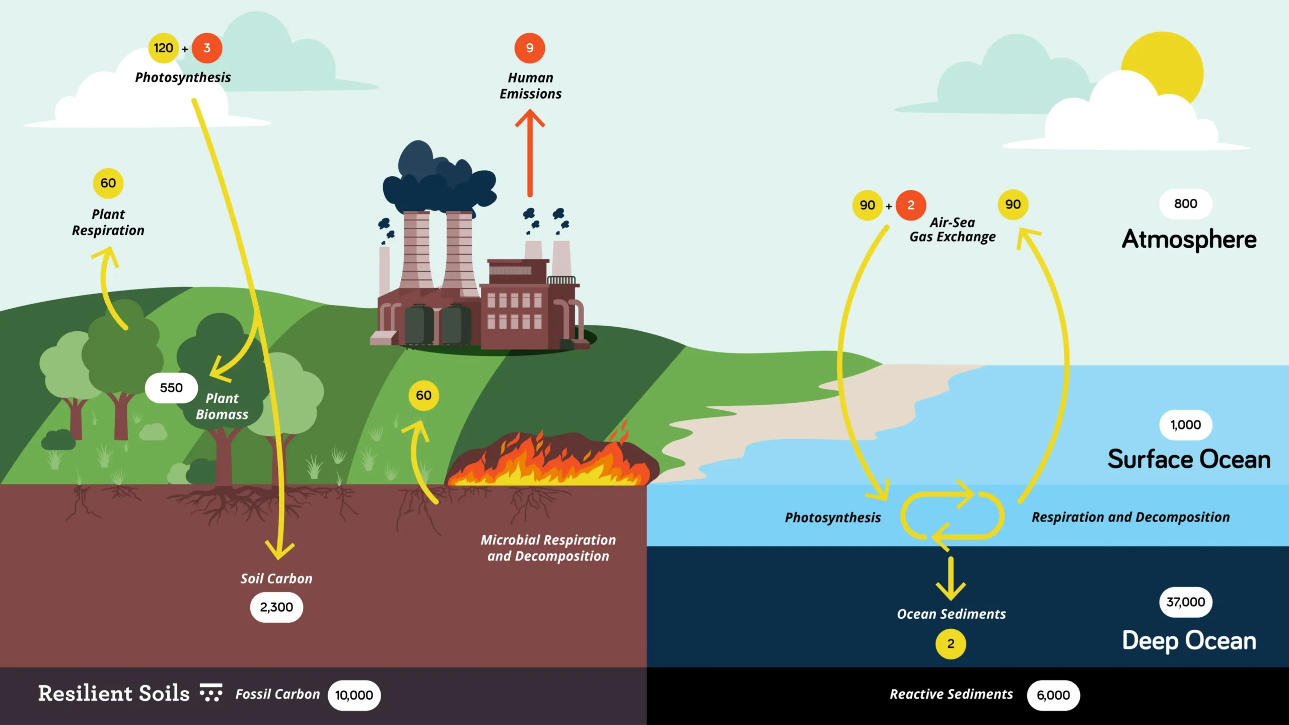 Fast Carbon Cycle