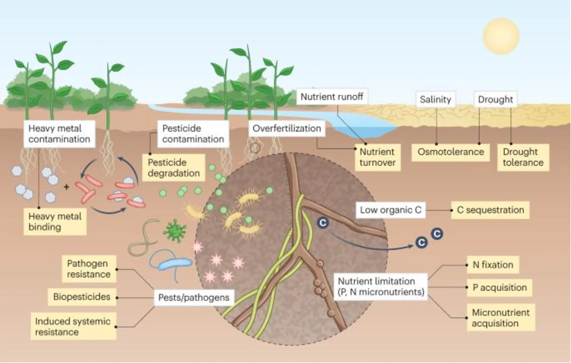 Biological Amendments