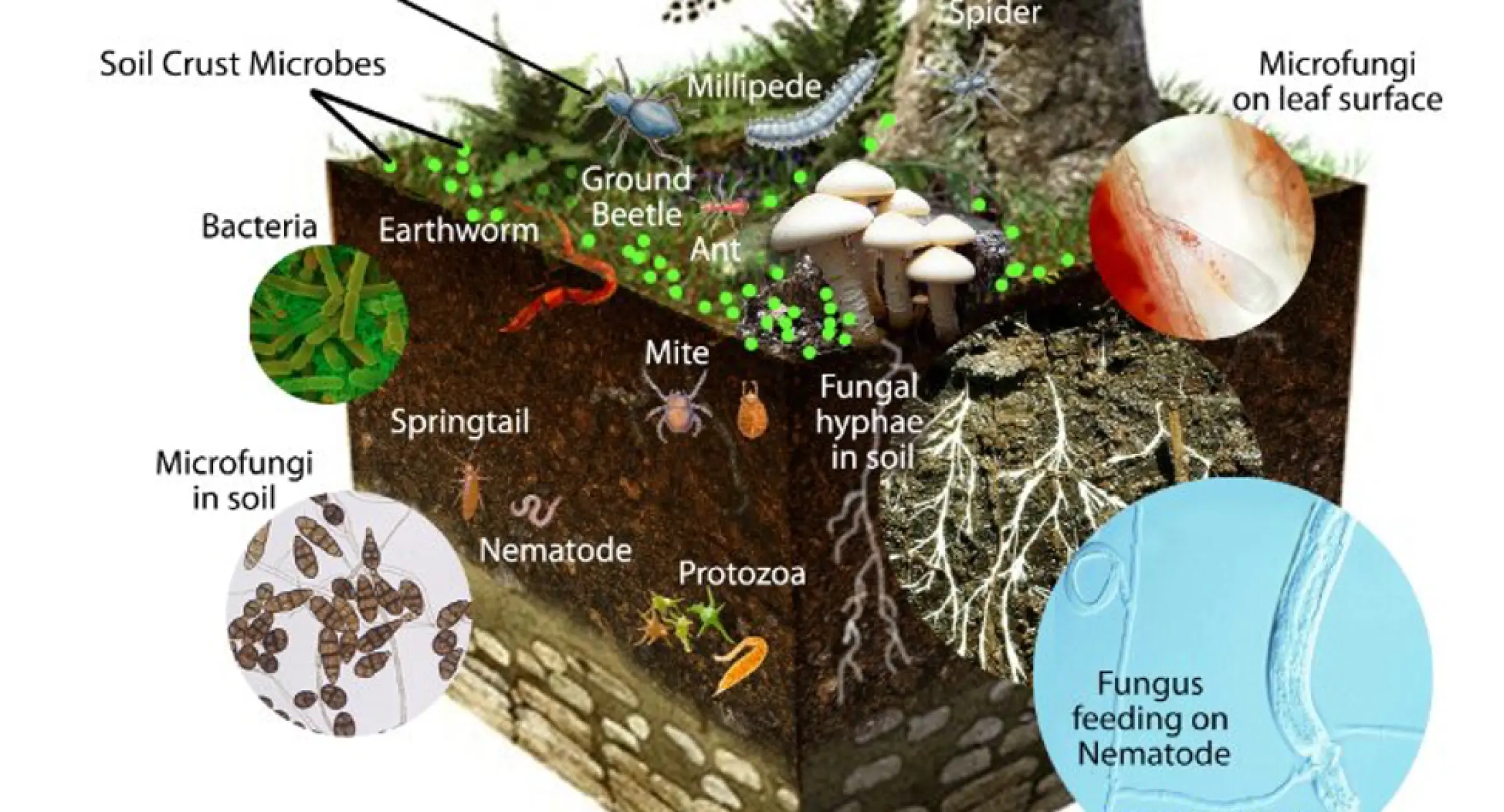 Diversity Organisms